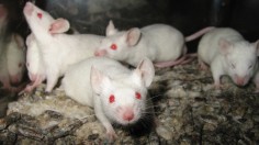 Albino Lab Mice 