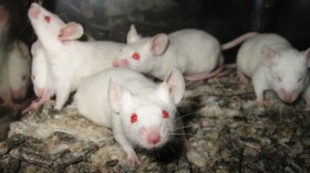 Albino Lab Mice 