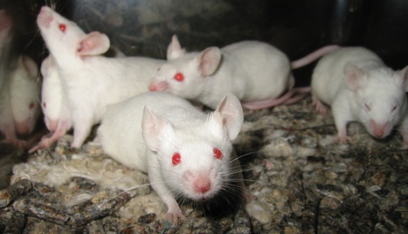 Albino Lab Mice 