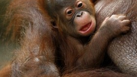 Baby Bornean Orangutan