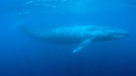 A blue whale swims in the deep blue sea off the coast of Mirissa, in southern Sri Lanka, April 5, 2013