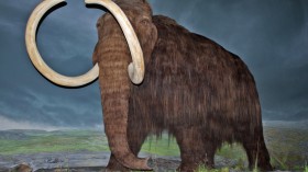 woolly mammoth