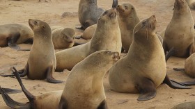 Cape fur seals 