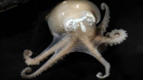 The Antarctic octopod Pareledone charcoti