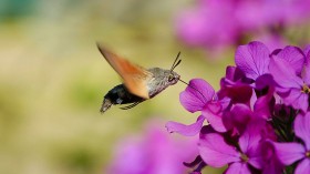 hawk moth 