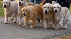 Crufts Dog Show 2016 - Day Two