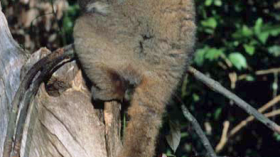 A Madagascar sportive lemur (Lepilemur)