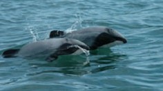 Hector's Dolphin 