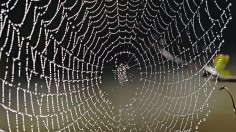 A spider web covered in dew drops 