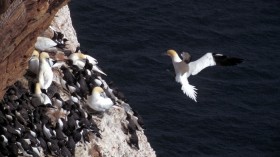 Guillemots