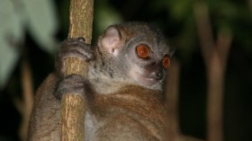 A Sahamalaza sportive lemur