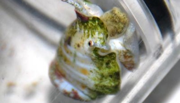 a Great Barrier Reef humpbacked conch snail inside a respirometer, where oxygen consumption is measured.