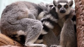 Lemurs