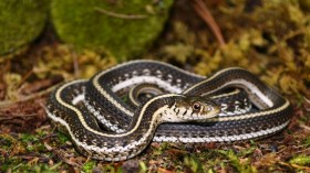 A northern Mexican gartersnake