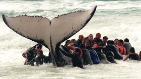 humpbacked whale calf