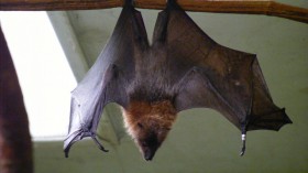 Rodrigues fruit bat - taken at Drusillas Park on 20th March 2011