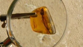 Lizard Entombed in Amber