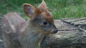 southern pudu 