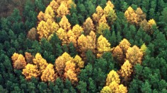 60-by-60 metre swastika symbol consisting of larch trees amid a green pine forest