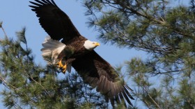 A bald eagle in Pennsylvania 