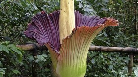 A Titan Arum, also known as the corpse flower, is seen in full bloom at the Eden Project in southwest England in this handout picture released by the Eden Project February 5, 2007.