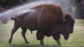 Bison