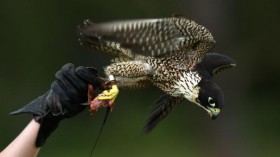 Peregrine falcon