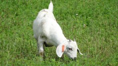 Grazing goat 