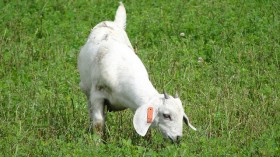 Grazing goat 