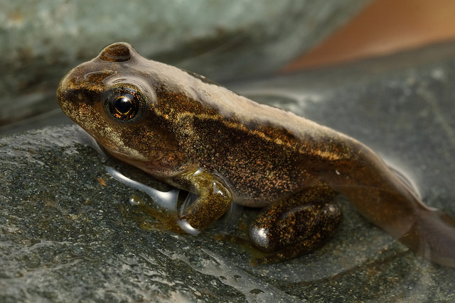 Frog with 'Giant Penis' Takes Over the Internet; Scientists Say It ...