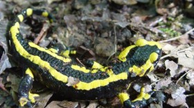 The European Fire Salamander 