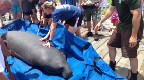 Manatee rescue 