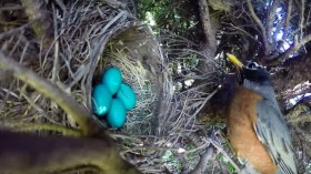 Nest cam timelapse