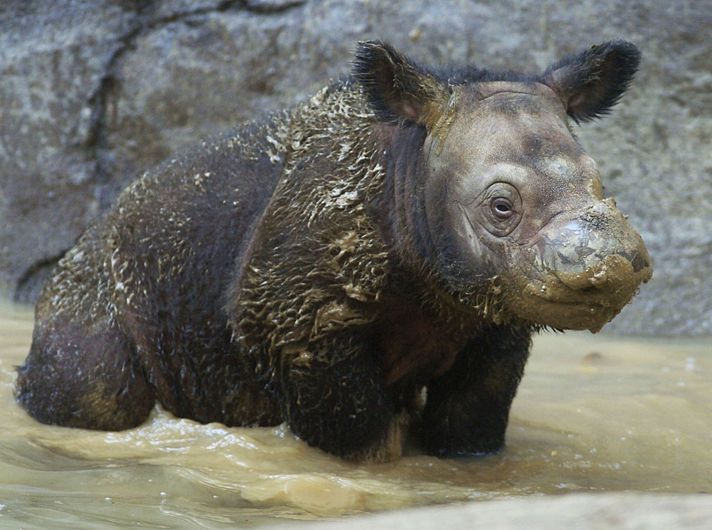 Watch: Rare Clip of Critically Endangered Sumatran Rhino Giving Birth