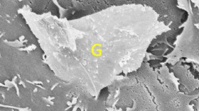 The bottom corner of a piece of graphene penetrates a cell membrane. Mechanical properties — rough edges, sharp corners — can make graphene dangerous to human cells. Scale bar represents two microns