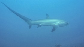 Thresher Shark 