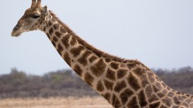 A giraffe