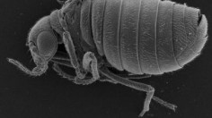 This is a scanning electron micrograph of a male Caurinus tlagu, lateral view.