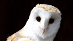 European Barn Owl