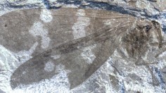 Fossil of a newly discovered family of extinct scorpionflies from McAbee, B.C.