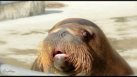 Walrus