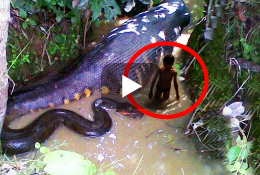 Top 10 Deadliest Animals In Asia.Extremely Fatal And Dangerous