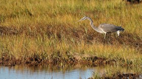 Great blue heron