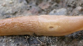 Deroceras reticulatum, garden slug 