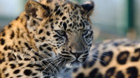 Amur leopard