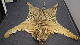 Sumatran tiger skin/California (federally protected). 