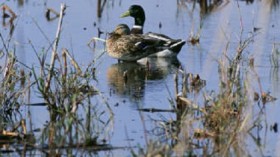 Mallard ducks in a Wetland