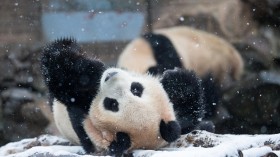 Giant Pandas Play After Snow In Hangzhou