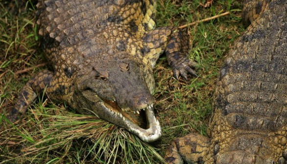 Kruger National Park