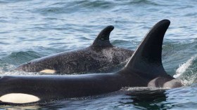 Springer swimming with calf near Bella Bella, British Columbia